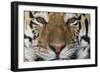 Bengal Tiger-DLILLC-Framed Photographic Print