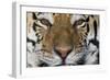 Bengal Tiger-DLILLC-Framed Photographic Print