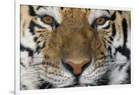 Bengal Tiger-DLILLC-Framed Photographic Print