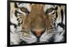 Bengal Tiger-DLILLC-Framed Photographic Print