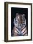 Bengal Tiger-DLILLC-Framed Photographic Print