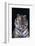 Bengal Tiger-DLILLC-Framed Photographic Print