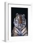 Bengal Tiger-DLILLC-Framed Photographic Print