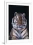 Bengal Tiger-DLILLC-Framed Photographic Print