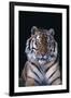 Bengal Tiger-DLILLC-Framed Photographic Print