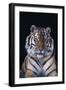 Bengal Tiger-DLILLC-Framed Photographic Print