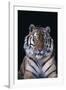 Bengal Tiger-DLILLC-Framed Photographic Print