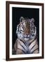 Bengal Tiger-DLILLC-Framed Photographic Print