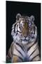 Bengal Tiger-DLILLC-Mounted Photographic Print