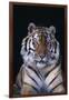 Bengal Tiger-DLILLC-Framed Photographic Print