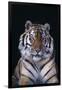 Bengal Tiger-DLILLC-Framed Photographic Print