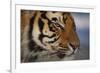 Bengal Tiger-DLILLC-Framed Photographic Print