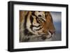 Bengal Tiger-DLILLC-Framed Photographic Print