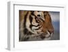 Bengal Tiger-DLILLC-Framed Photographic Print