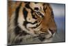 Bengal Tiger-DLILLC-Mounted Photographic Print