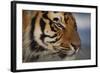 Bengal Tiger-DLILLC-Framed Photographic Print