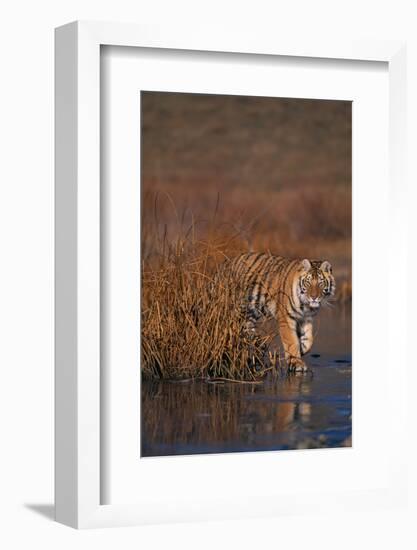 Bengal Tiger-DLILLC-Framed Photographic Print