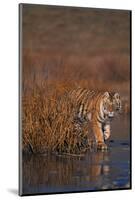 Bengal Tiger-DLILLC-Mounted Photographic Print