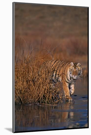 Bengal Tiger-DLILLC-Mounted Photographic Print