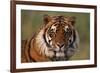 Bengal Tiger-DLILLC-Framed Photographic Print