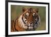 Bengal Tiger-DLILLC-Framed Photographic Print