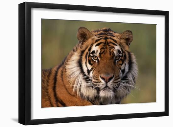 Bengal Tiger-DLILLC-Framed Photographic Print