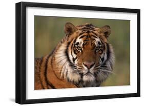 Bengal Tiger-DLILLC-Framed Photographic Print