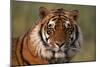 Bengal Tiger-DLILLC-Mounted Photographic Print