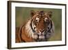 Bengal Tiger-DLILLC-Framed Photographic Print