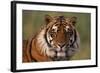 Bengal Tiger-DLILLC-Framed Photographic Print