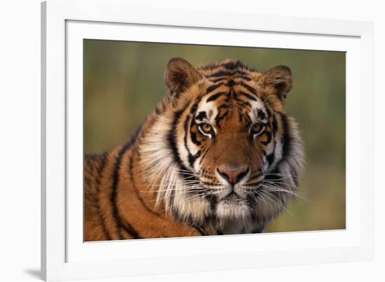 Bengal Tiger-DLILLC-Framed Photographic Print