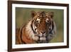 Bengal Tiger-DLILLC-Framed Photographic Print