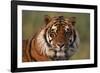 Bengal Tiger-DLILLC-Framed Photographic Print