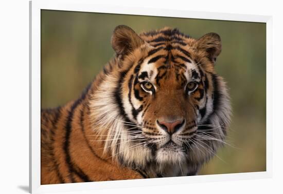 Bengal Tiger-DLILLC-Framed Photographic Print