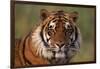 Bengal Tiger-DLILLC-Framed Photographic Print