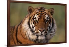 Bengal Tiger-DLILLC-Framed Photographic Print