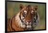 Bengal Tiger-DLILLC-Framed Photographic Print