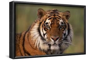 Bengal Tiger-DLILLC-Framed Photographic Print