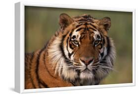 Bengal Tiger-DLILLC-Framed Photographic Print