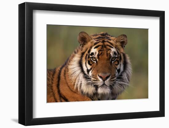 Bengal Tiger-DLILLC-Framed Photographic Print