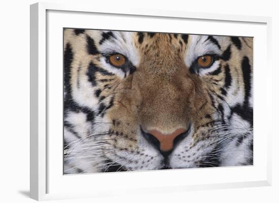 Bengal Tiger-DLILLC-Framed Photographic Print