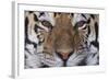 Bengal Tiger-DLILLC-Framed Photographic Print