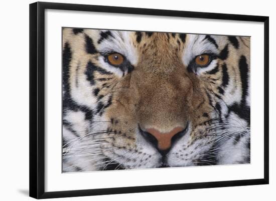 Bengal Tiger-DLILLC-Framed Photographic Print