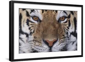 Bengal Tiger-DLILLC-Framed Photographic Print