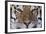 Bengal Tiger-DLILLC-Framed Photographic Print