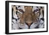 Bengal Tiger-DLILLC-Framed Photographic Print