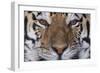 Bengal Tiger-DLILLC-Framed Photographic Print