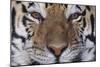 Bengal Tiger-DLILLC-Mounted Photographic Print