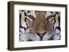 Bengal Tiger-DLILLC-Framed Photographic Print