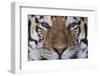 Bengal Tiger-DLILLC-Framed Photographic Print